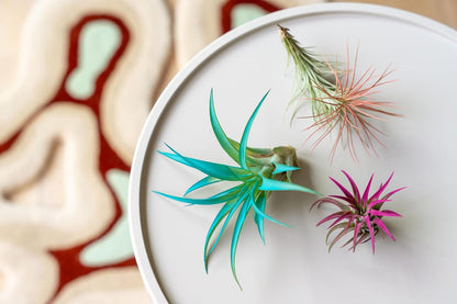 Lavender Colorful Tillandsia Air Plants - Long Lasting Color Enhanced Live Tillandsia Succulent