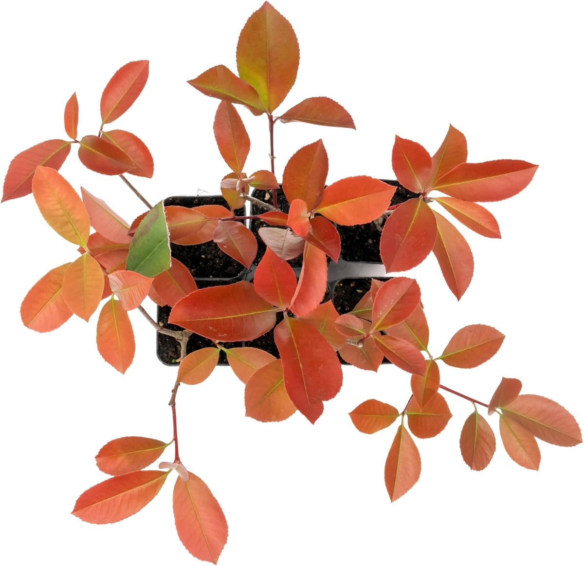 6 Red Tip Photinia, Photinia x Fraseri, Thriving in Extra Deep Nursery Cubes