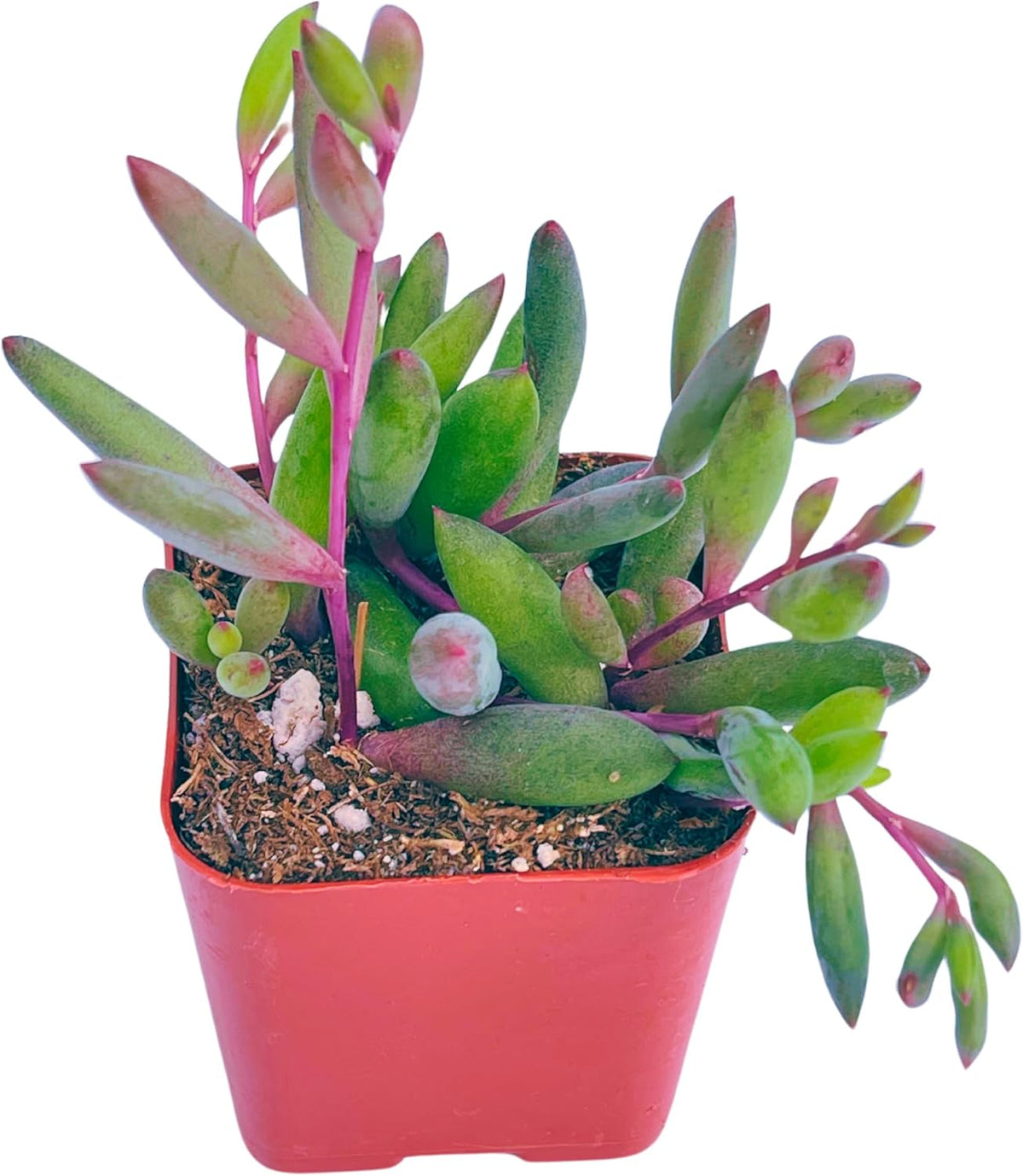 Succulents Plants Live 2" Othonna Capensis Ruby Necklace, Live Mini Succulent Plants, Easy Care