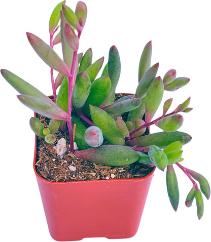 Succulents Plants Live 2" Othonna Capensis Ruby Necklace, Live Mini Succulent Plants, Easy Care