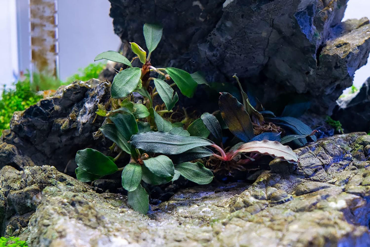 SubstrateSource Bucephalandra Brownie Blue Potted Live Aquarium Plant - Natural Freshwater Fish