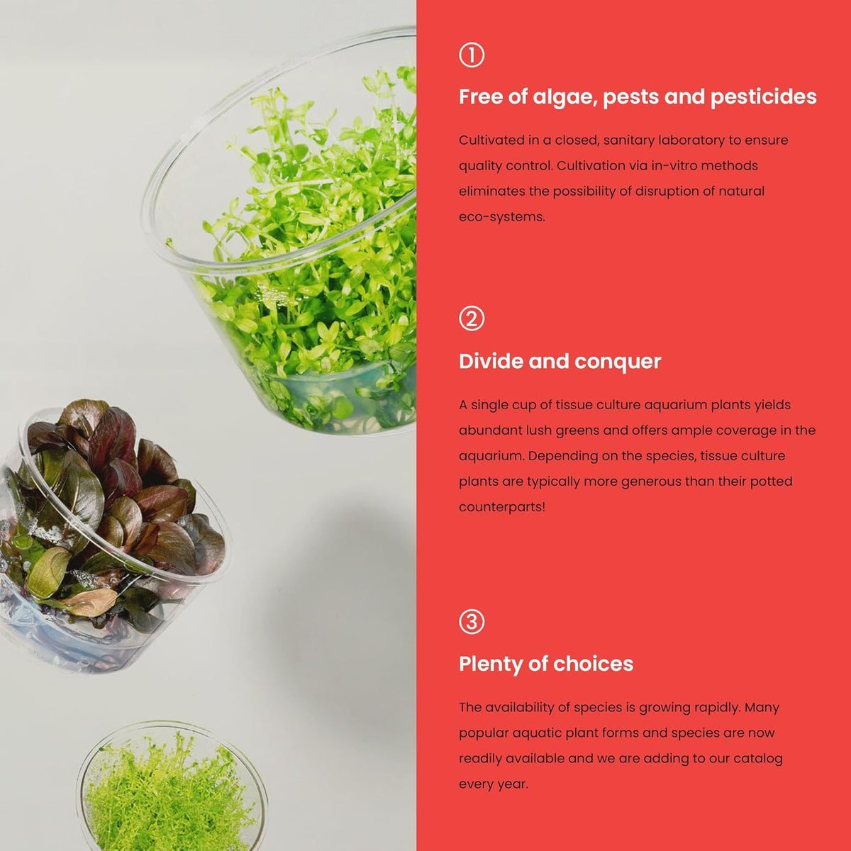 Ultum Nature Systems Glossostigma Elatinoides Tissue Culture Live Plant for Aquarium, Aquascape