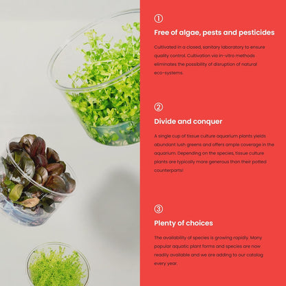 Ultum Nature Systems Glossostigma Elatinoides Tissue Culture Live Plant for Aquarium, Aquascape