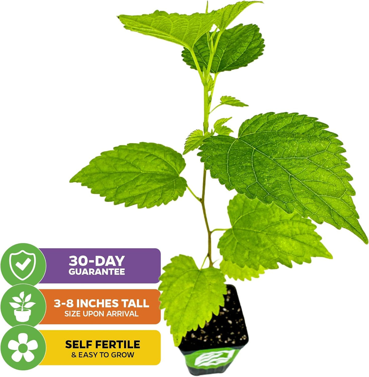 Dwarf Everbearing Black Mulberry Tree Live Plant – Morus nigra – Wellspring Gardens - Premium Fruit