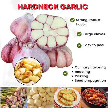 1 Pound Hard Neck Garlic for Planting in Fall, Purple Garlic Bulb for Planting, Fresh and High