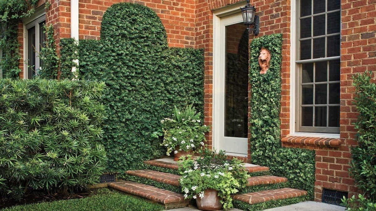 Creeping Fig Plant Ficus Pumila Climbing Vine - 30 Live Fully Rooted Plants