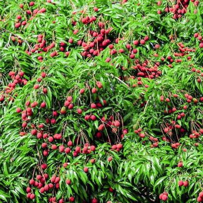 Lychee Tree Live Plant, 3 Gallon Pot, Grafted Lychee Tree, 3-4 Ft Tall Tropical Sweet Litchi Fruits