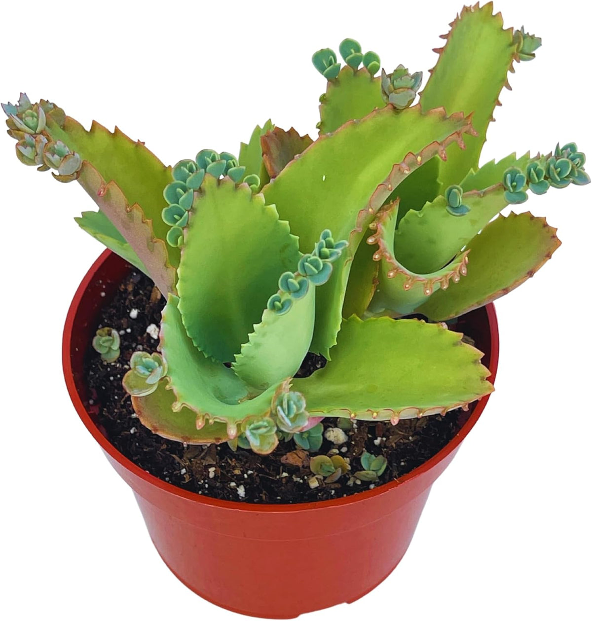 Live Succulent 4" Mother of Thousands, Succulents Plants Live Fully Rooted House Plant for Home