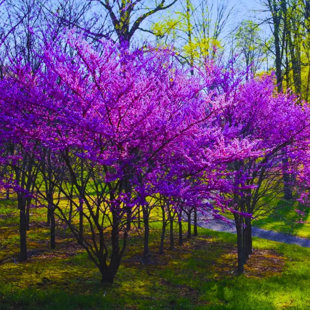 5 Dormant Eastern Redbud Trees Live Plants Seedlings Bare Roots, 6 to 13 Inc Tall Red Bud Trees