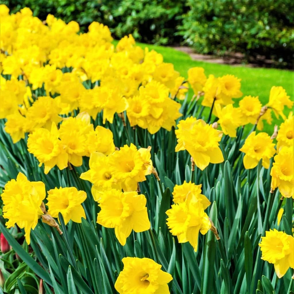 50 Yellow Daffodil Bulbs for Planting - Dutch Master Value Bag - Plant in Gardens, Borders &
