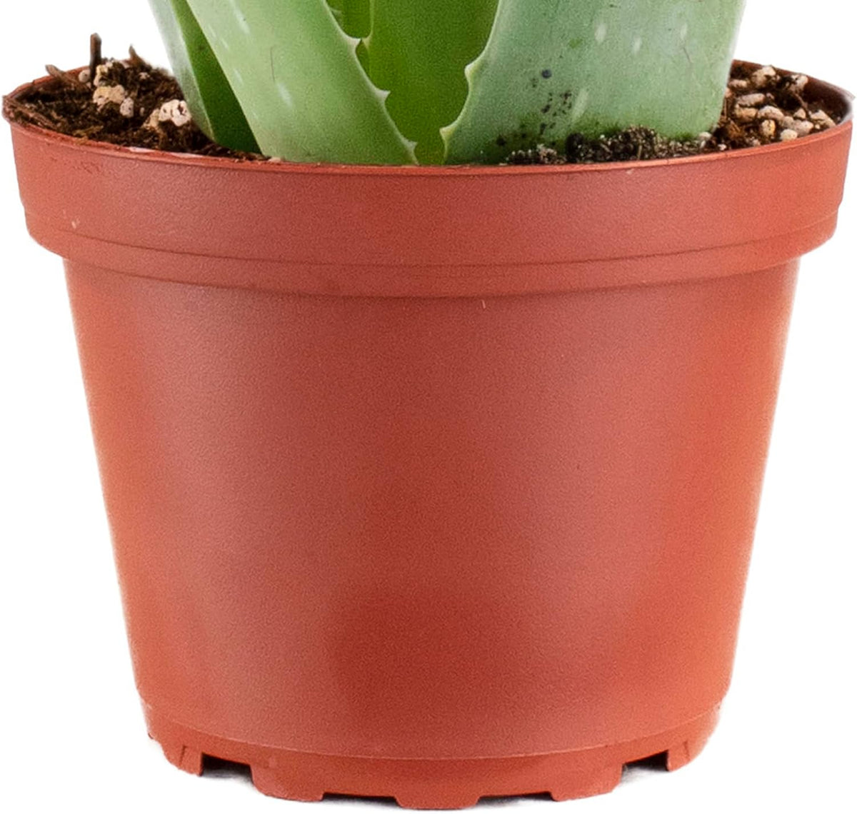 Shop Succulents Aloe Vera Succulent Plant, Hard to Kill Plants, Fully Rooted Live 4" Succulent