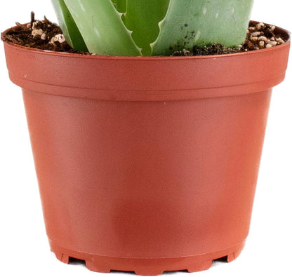 Shop Succulents Aloe Vera Succulent Plant, Hard to Kill Plants, Fully Rooted Live 4" Succulent
