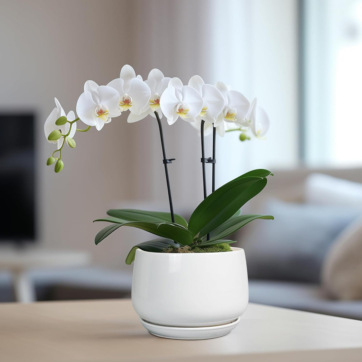 G EPGardening Ceramic Pots for Plants - 6 Inch Planter for Indoor Plants, Flower Pots with Drainage