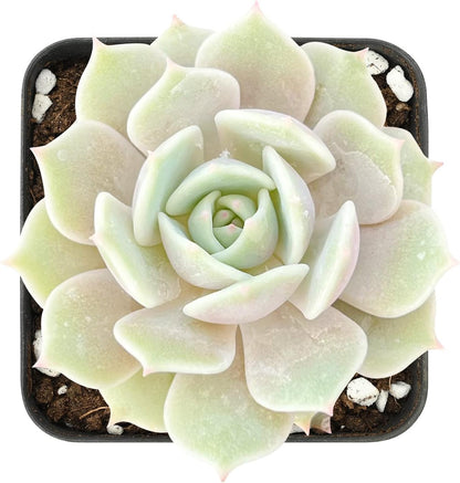 Sprout N Green 2in Echeveria Lola, 1 Pack Live Mini Succulent Plant Fully Rooted in Pot, Real House