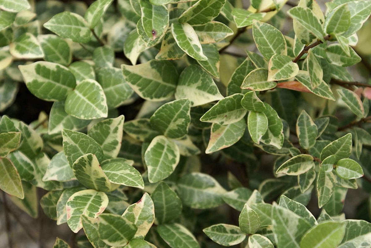 Variegated Asiatic Jasmine | 40 Live Plants | Trachelospermum Asiaticum | Fast Growing Ground
