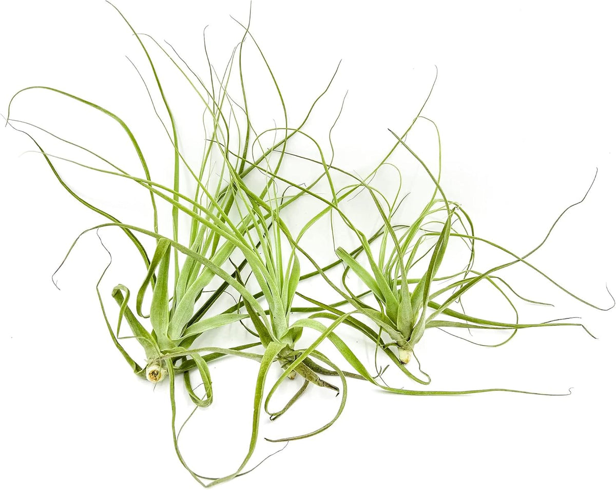 ragnaroc Air Plants - Tillandsia Straminea Jumbo 6-9" - 3ct - Live Arrival Guaranteed - House