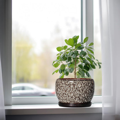 SQOWL Ceramic Planter - 8 inch Plant Pot Indoor with Drainage Hole and Plant Saucer, Round Ceramic
