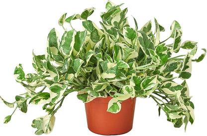 Pothos 'N'joy' Live Plant for Indoor | Different Houseplants in 4'' & 6'' Pot | Real House Plant