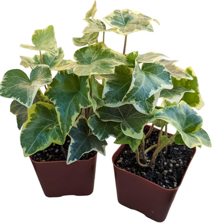 Gold Child English Ivy Plants, Set of 8, Hardy Groundcover, 2 1/4" Pot