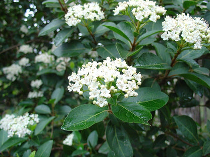 Sweet Viburnum | 5 Large 4 Inch Pots | Viburnum Odorotissimum | Live Plants | Fast Growing Privacy