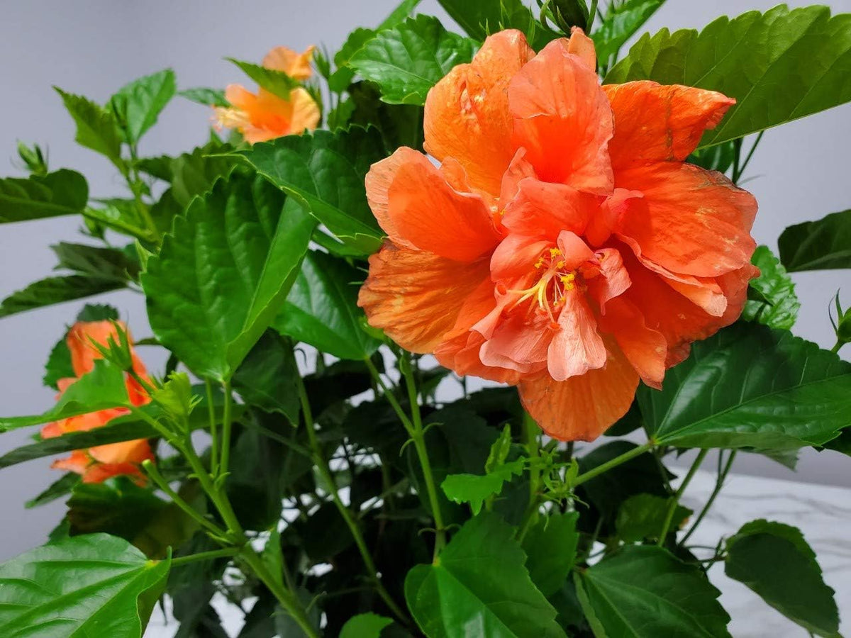 Hibiscus Bush - Double Peach Flowering Plant Live - Overall Height 26" to 28" - Tropical Plants of