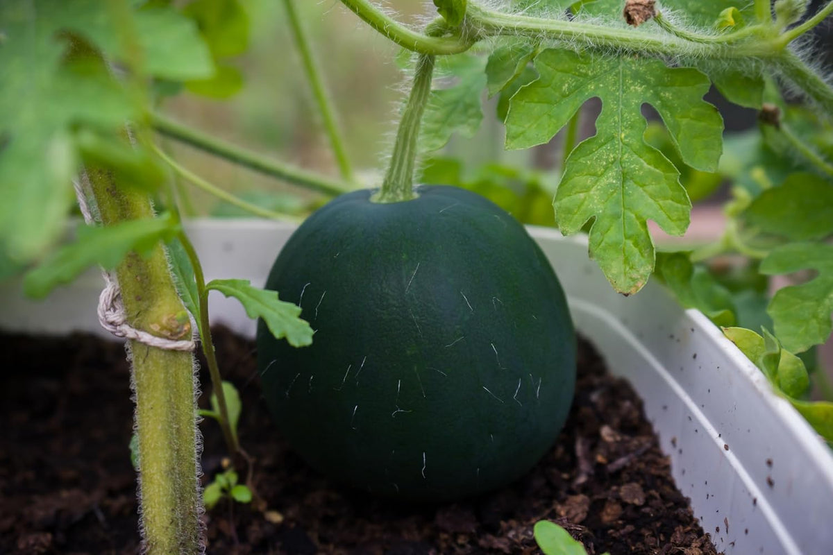 Melon Seeds Variety Pack for Planting – 4 Non-GMO Heirloom Varieties: Crimson Sweet & Sugar Baby