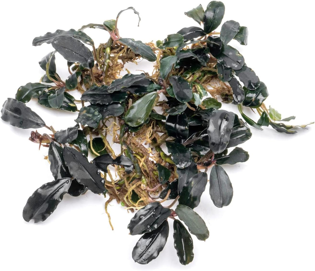 SubstrateSource Bucephalandra Deep Purple Live Aquarium Plant - Natural Freshwater Fish Tank