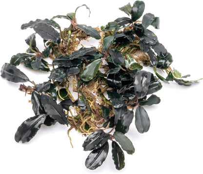 SubstrateSource Bucephalandra Deep Purple Live Aquarium Plant - Natural Freshwater Fish Tank