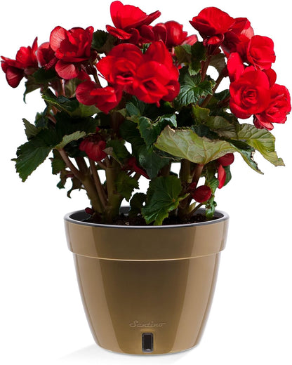 Santino ASTI 9.2 Inch Self Watering Planter Gold/Black for Indoor Plants - Premium Quality Modern