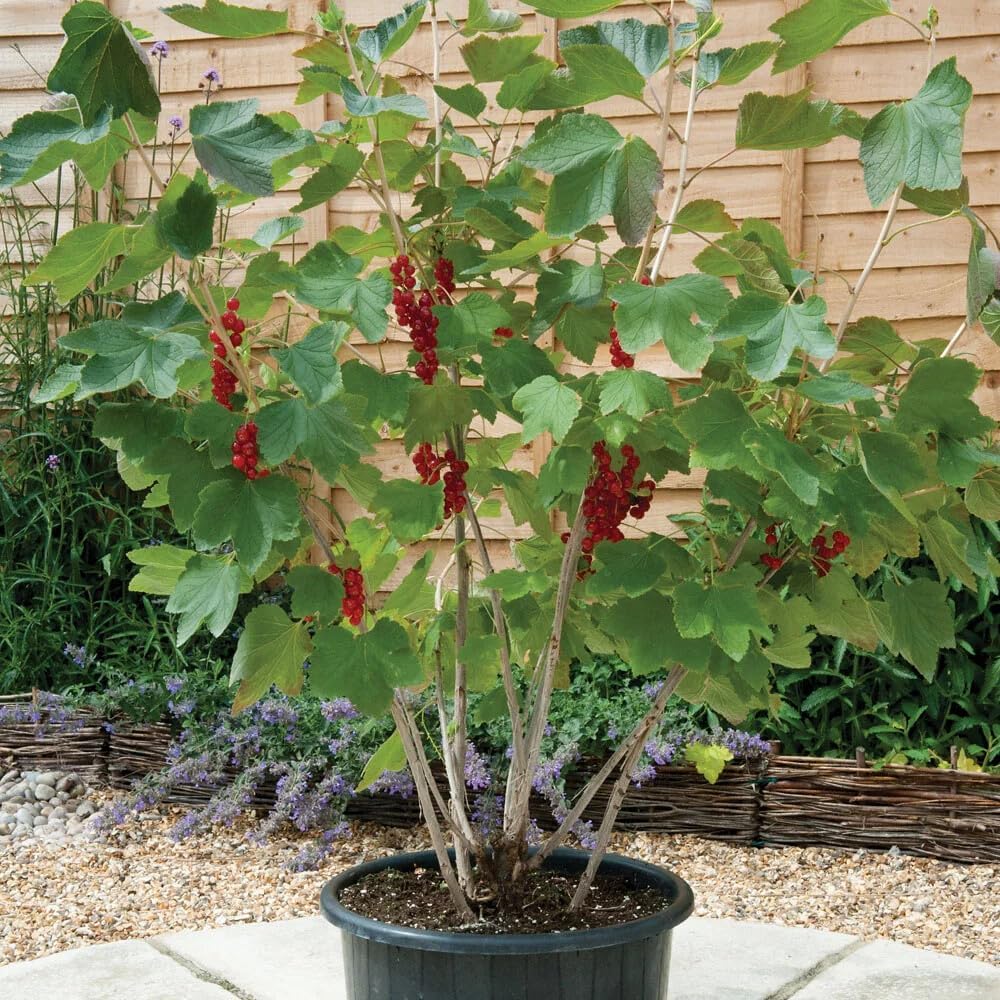 Gardenera Premium Currant Plant Potting Soil Mix - Optimal Nutrient-Rich Blend for Thriving and
