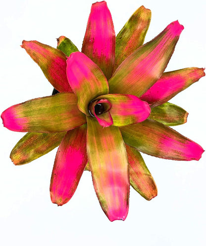 ragnaroc Live Plants – Bromeliad Neoregelia Romance, 8-12" in 6" Pot - 1ct - Live Arrival