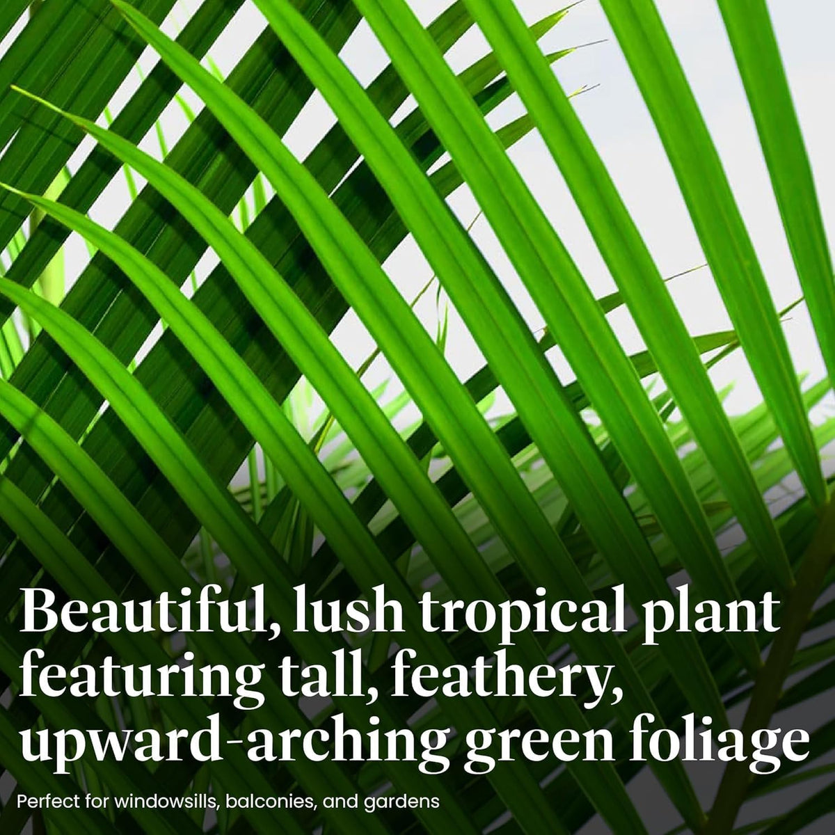 American Plant Exchange Majesty Palm – 10-Inch Pot – Live Tropical Houseplant with Arching Green