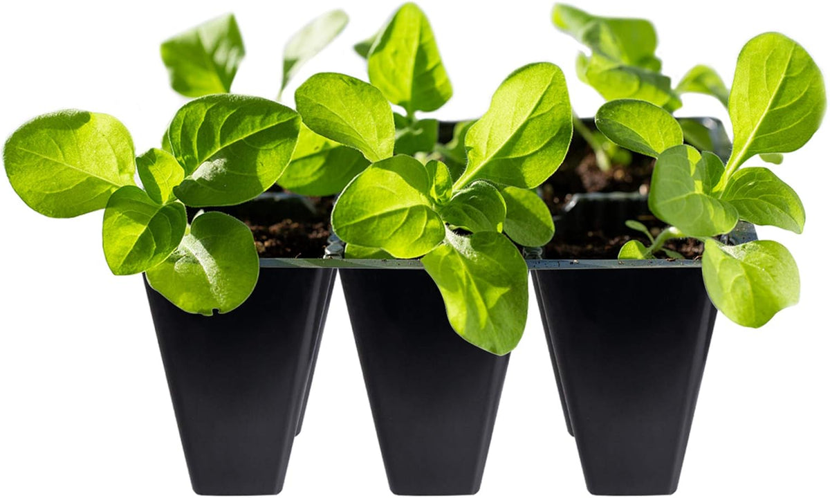 Gardzen 30 Pack 6-Cell Seed Starting Tray for Seedlings, Plant Starter Trays with Drainage Holes