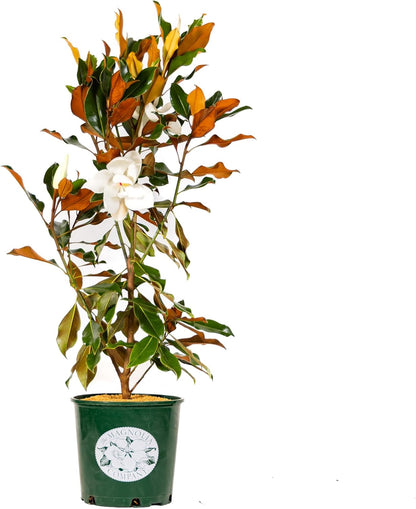 Magnolia Tree Kay Parris Variation, Live Plant, Magnolia Flower Blooms, Easy Care, Perfect for Home