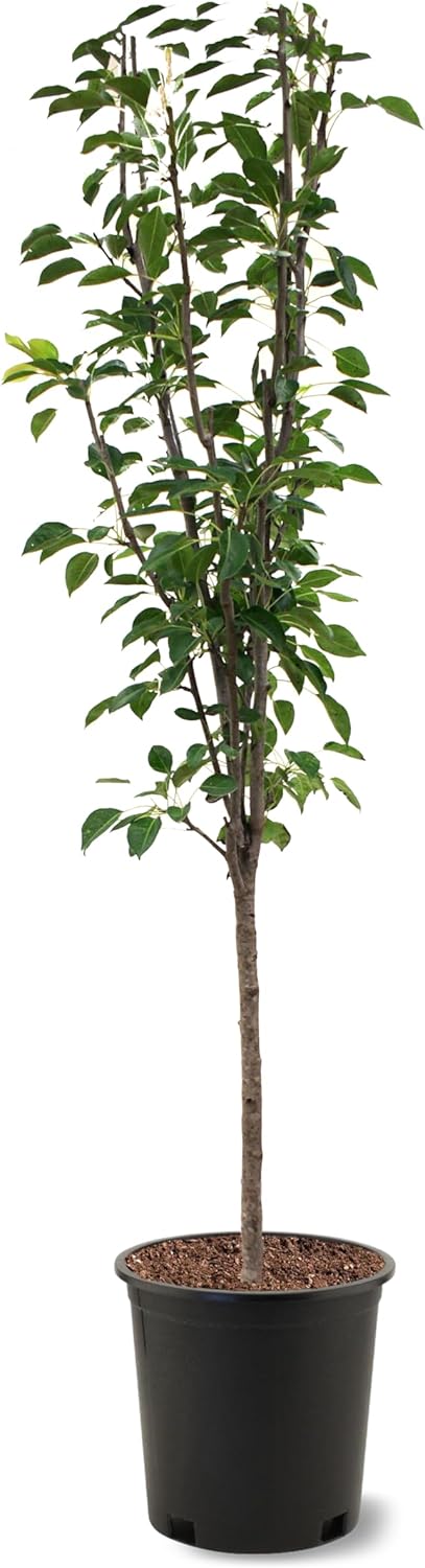 American Plant Exchange Pineapple Pear Trees, 5 Gallon Pot, 3-4ft Tall, Semi-Self Pollinating, Live