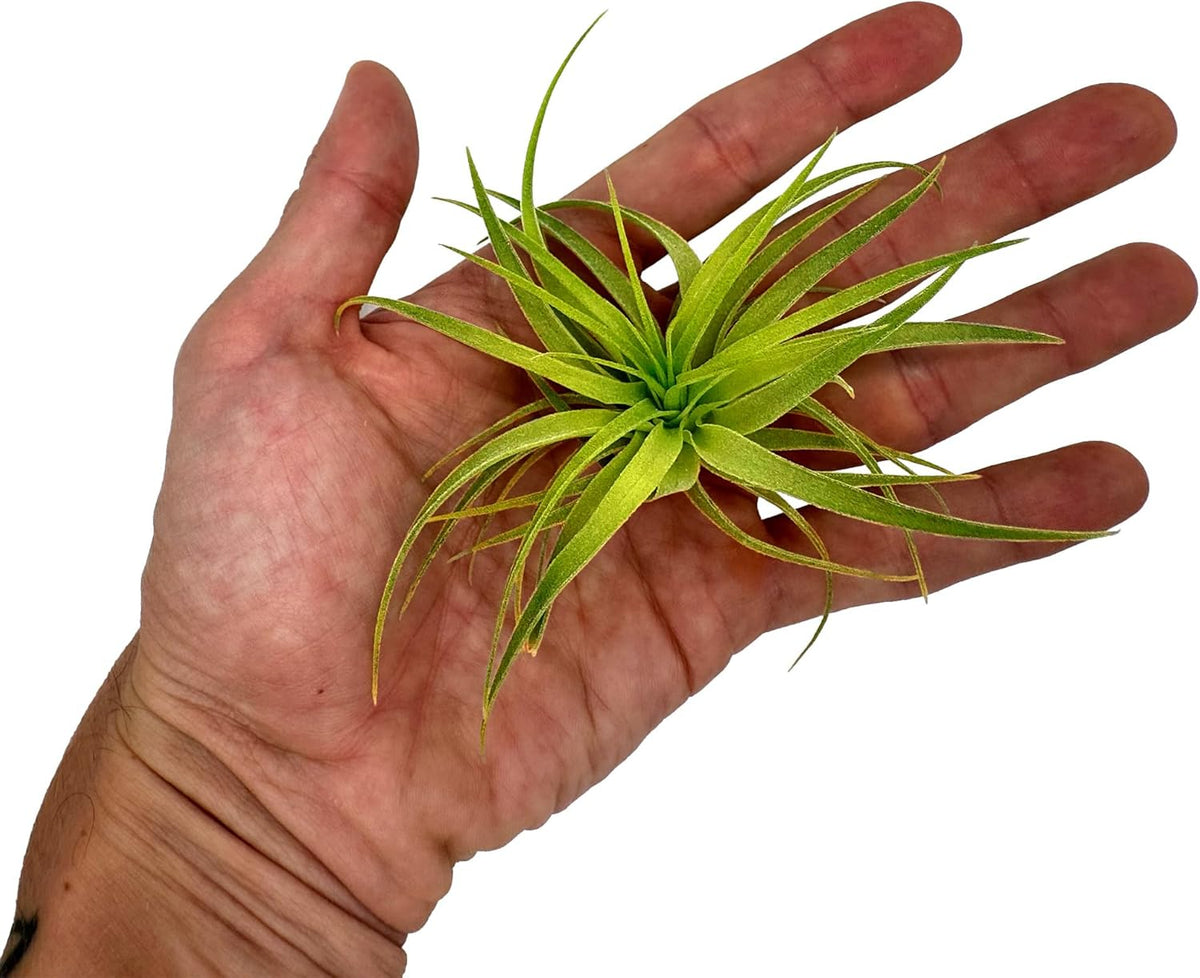 Live Air Plants - Tillandsia Geminiflora 1-3" - 1ct – ragnaroc Live Indoor Plant - Live Arrival