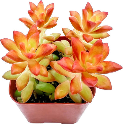 2" Live Succulent 'Sedum adolphii Shooting Stars', Rare Succulent Plants Fully Rooted in Pots