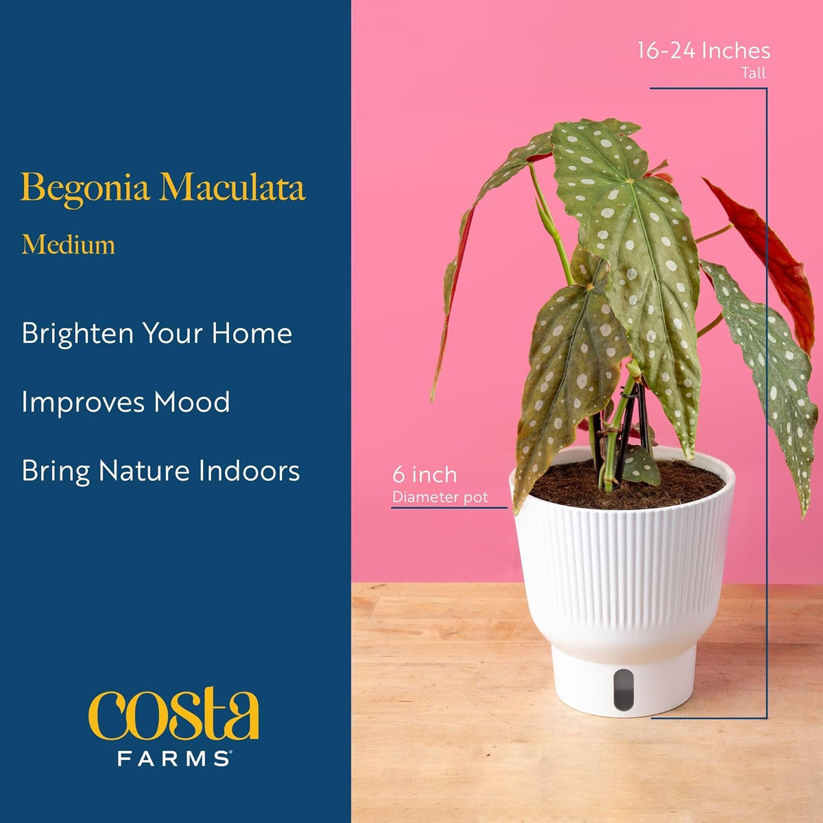 Costa Farms Begonia Maculata Live Plant in Self Watering Pot, Indoor Houseplant, Perfect for Home