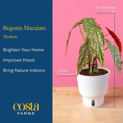 Costa Farms Begonia Maculata Live Plant in Self Watering Pot, Indoor Houseplant, Perfect for Home