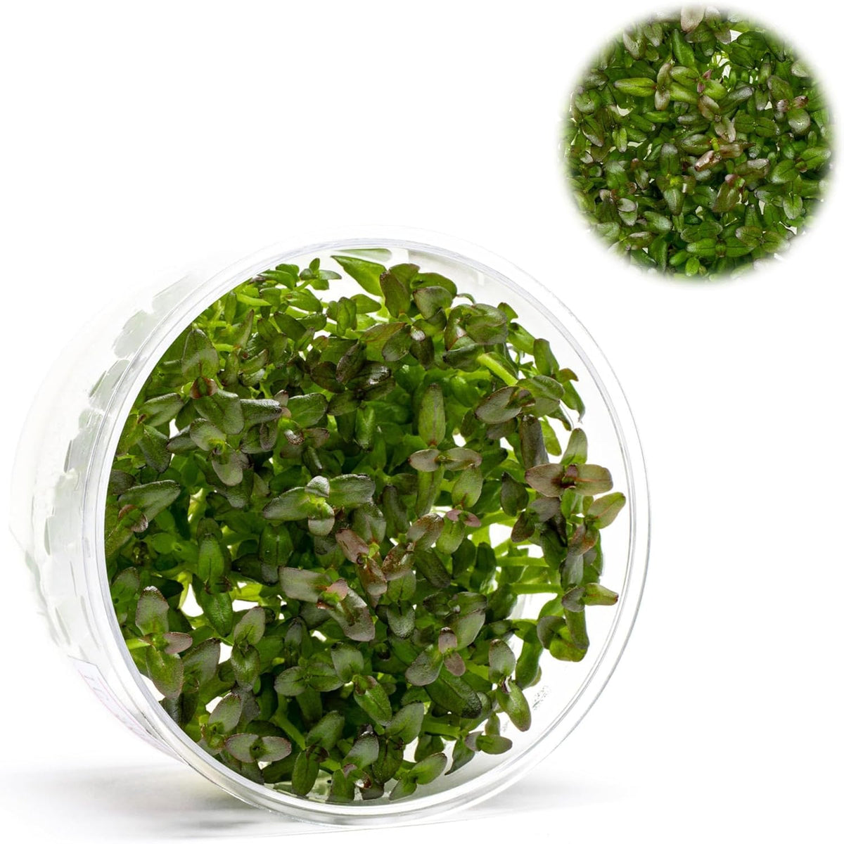 Ultum Nature Systems Live Tissue Culture - Purple Bacopa (Bacopa salzmannii) - Moderate - Moderate