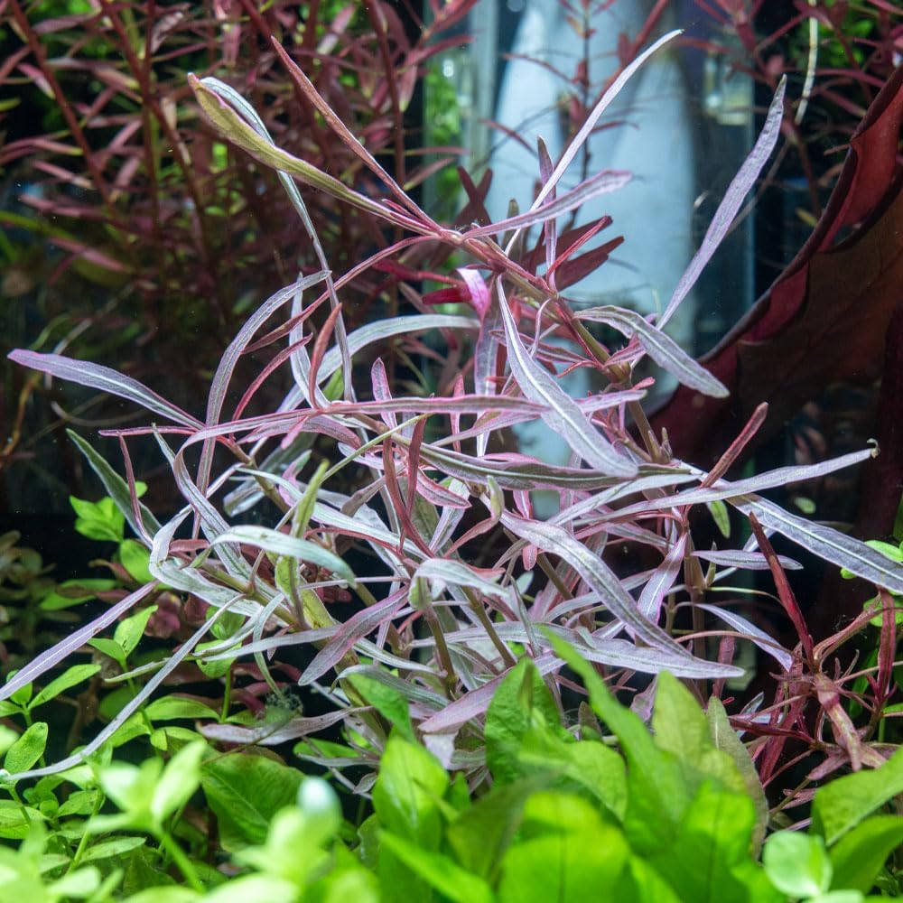 SubstrateSource Live Plants – Chai Hygrophila (Hygrophila lancea 'Chai') – Medium to High Light