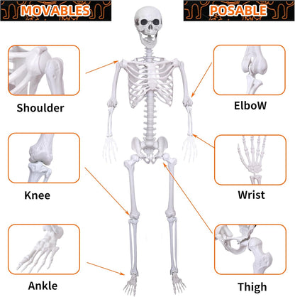 5.4Ft Halloween Life Size Skeleton,2PCS Posable Skeleton Full Body Size Realistic Human Bones with