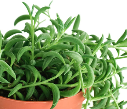 Shop Succulents String of Bananas Hanging Succulent, Senecio Radicans, Fully Rooted Live 4"