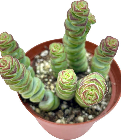 Live Succulent 4" Crassula Baby Necklace, Succulents Plants Live, Succulent Plants Fully Rooted