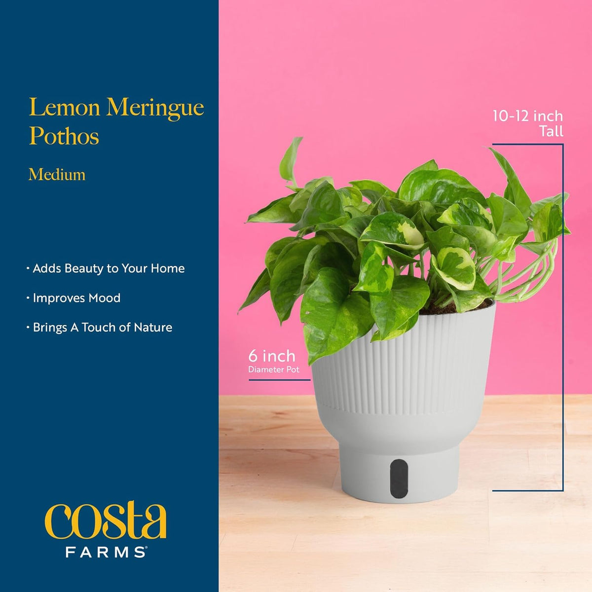Costa Farms Lemon Meringue Pothos Live Plant in Self Watering Pot, Indoor Houseplant, Perfect for