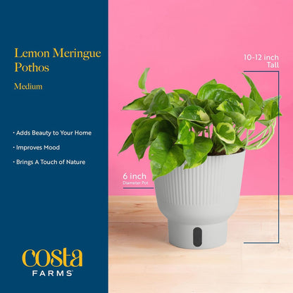 Costa Farms Lemon Meringue Pothos Live Plant in Self Watering Pot, Indoor Houseplant, Perfect for