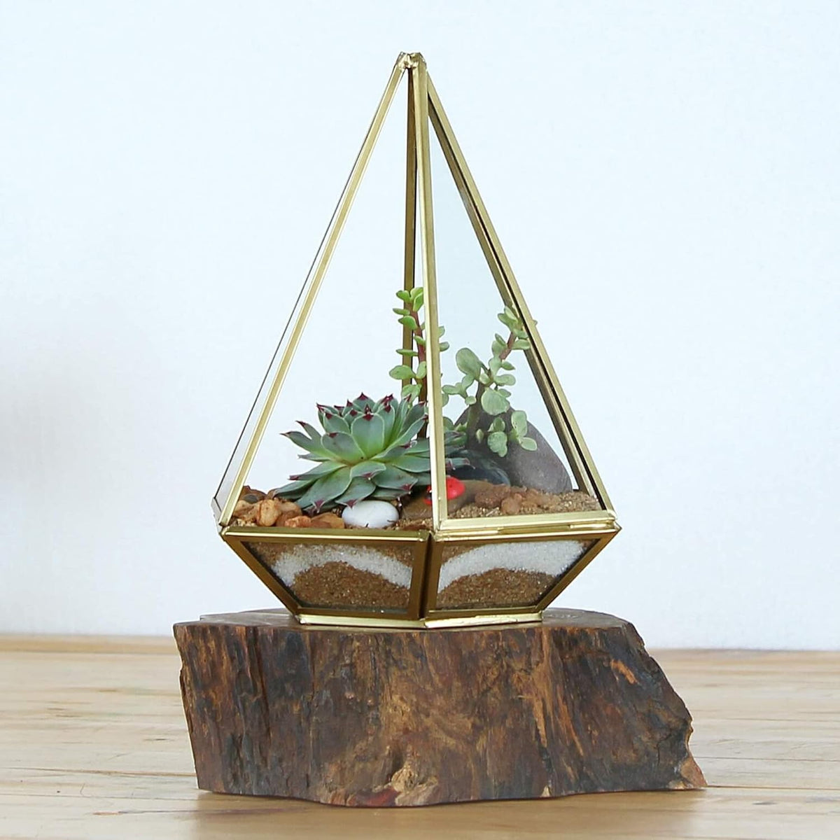 Shop Succulents Pastel Succulent Plant Pack Collection - Live Mini Succulent Plants, Low
