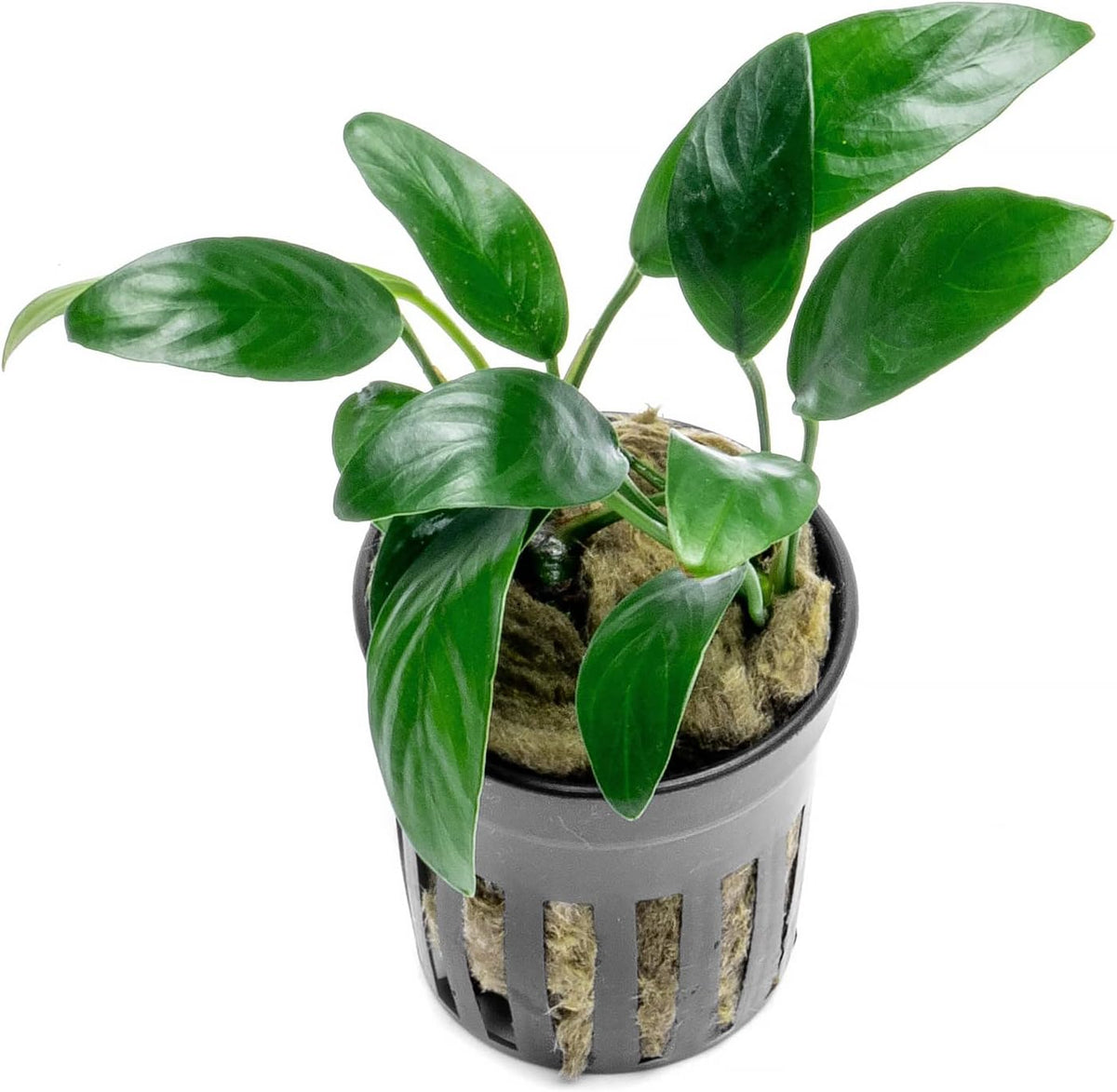 SubstrateSource Anubias Live Aquarium Plants - Potted Freshwater Plant for Fish Tanks, Terrariums