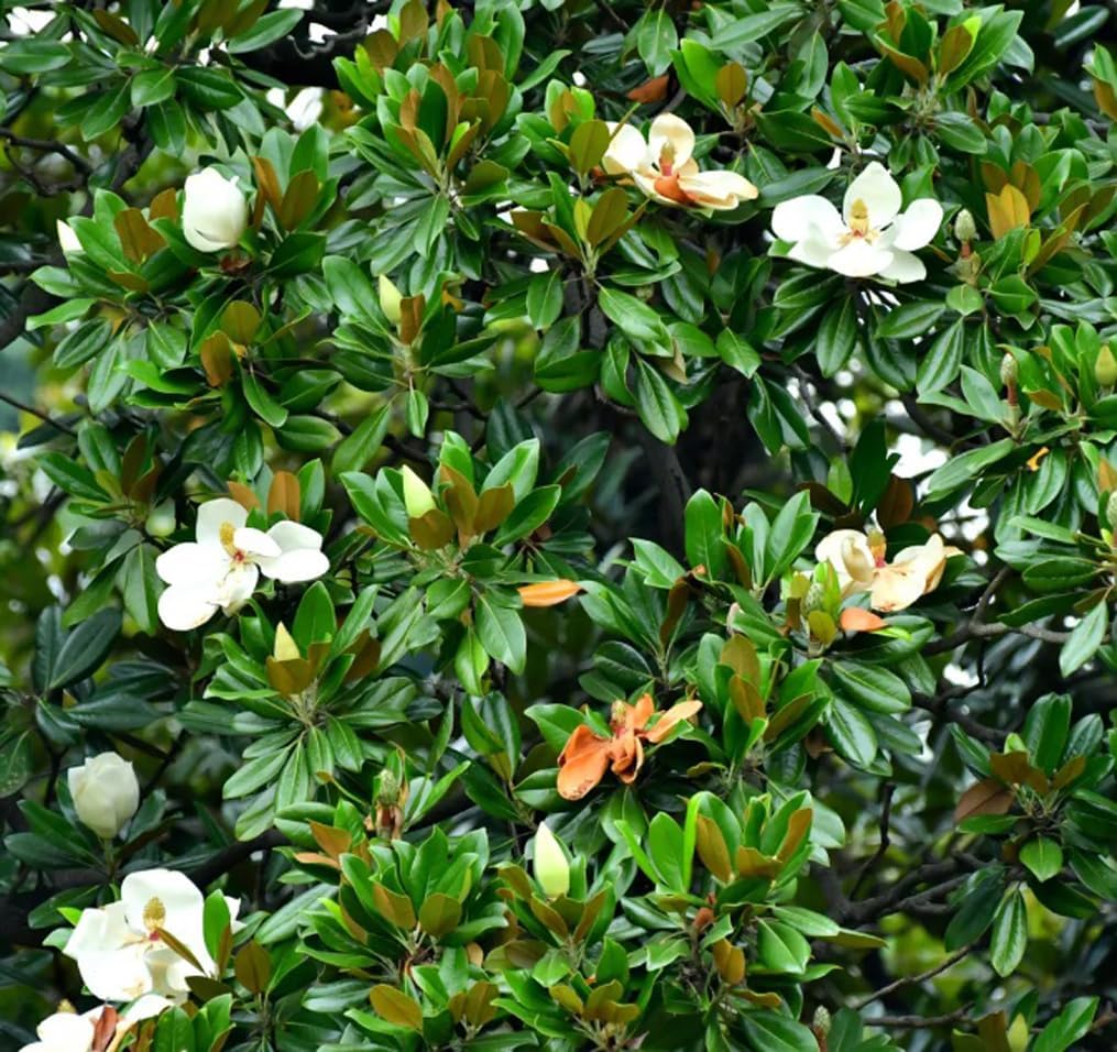 15PCS White Southern Magnolia Flower Seeds Beautiful Ornamental Landscape Tree Seeds