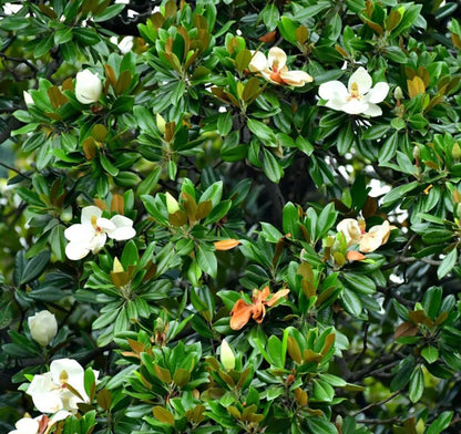 15PCS White Southern Magnolia Flower Seeds Beautiful Ornamental Landscape Tree Seeds